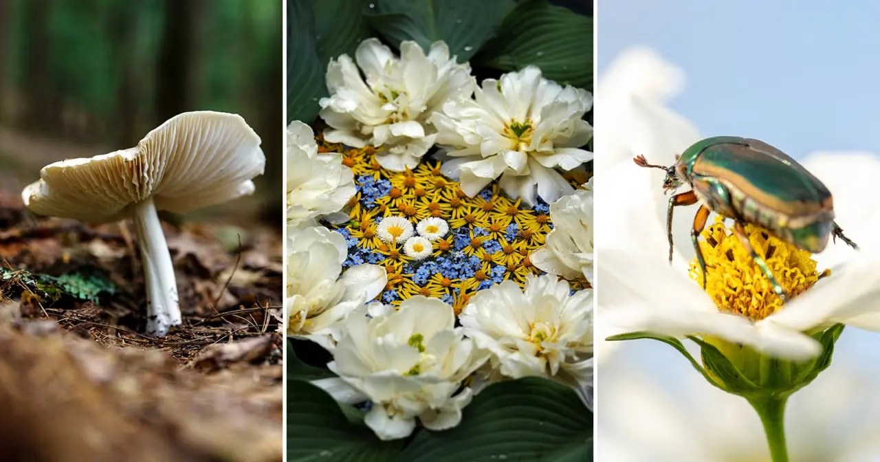 Macrofotografia: Técnicas para Close-Ups Incríveis