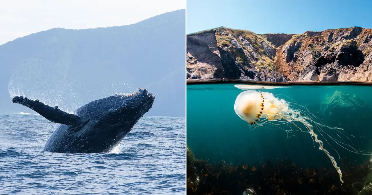 'Ocean': Documentário Revela Horrores da Pesca de Arrasto no Fundo do Mar
