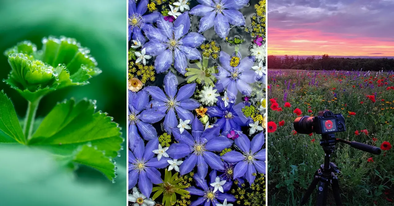 Macrofotografia: Técnicas Avançadas para Capturar a Natureza em Miniatura