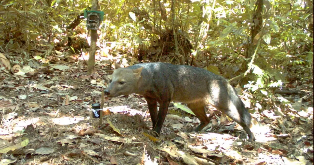 Cão-Fantasma da Amazónia Filmado em Câmara Armadilha