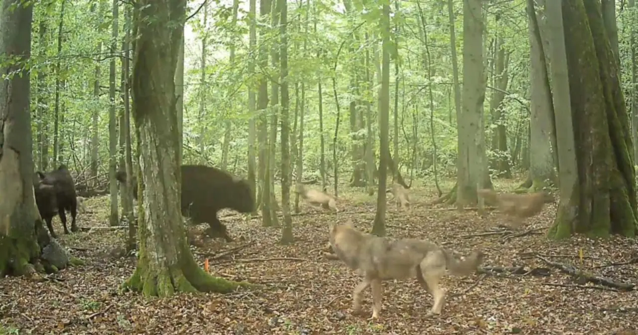 Câmaras Capturam Lobos a Caçar Bisontes Europeus pela 1ª Vez