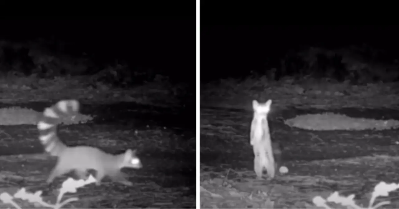 Câmara de Rasto Capta Ringtail, Mamífero Esquivo dos EUA