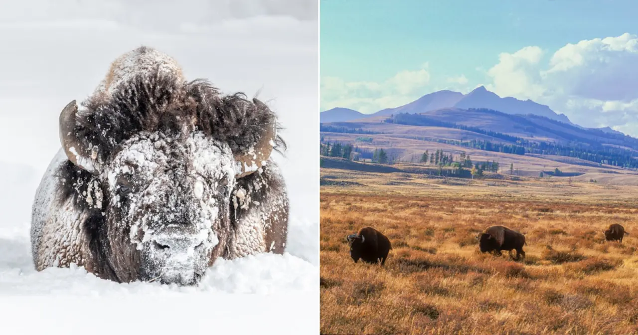 Tom Murphy: 40 Anos a Fotografar Bisontes no Yellowstone