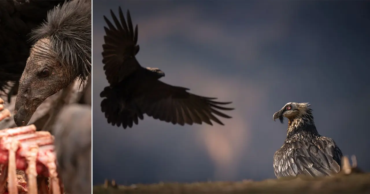 Fotos Premiadas Celebram Abutres, os Heróis Esquecidos da Natureza