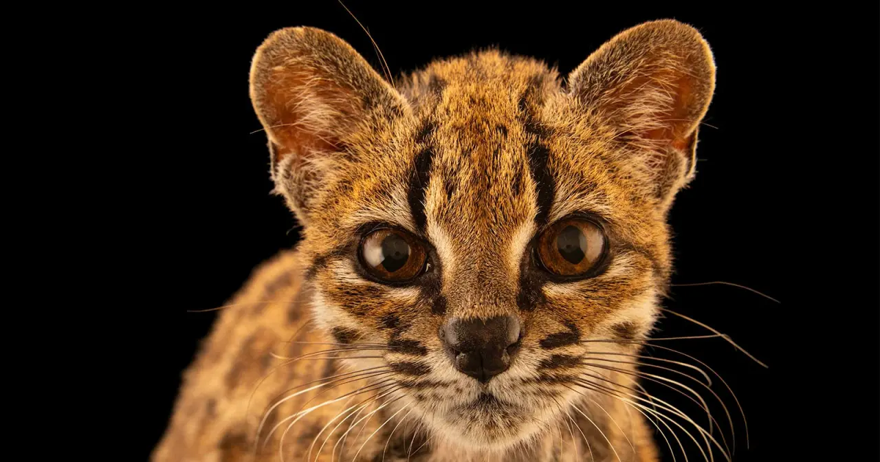Leopardus tilcayo: Nova Espécie de Gato Descoberta em Um Século