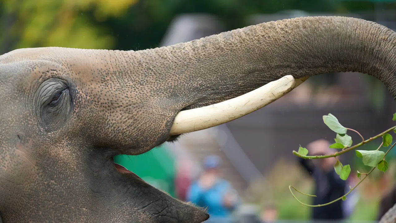 Sony FE 400mm F4.5 GM: teleobjetiva leve à prova em wildlife