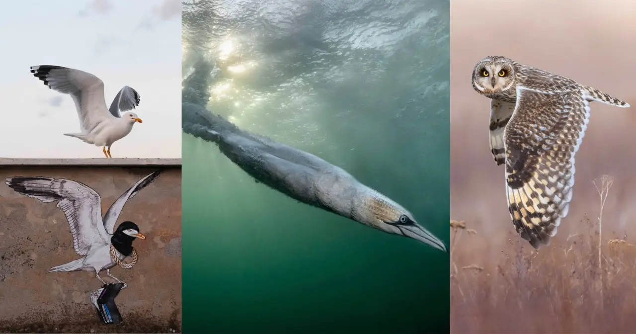 Bird Photographer of the Year 2026: Ganso-patola Vence