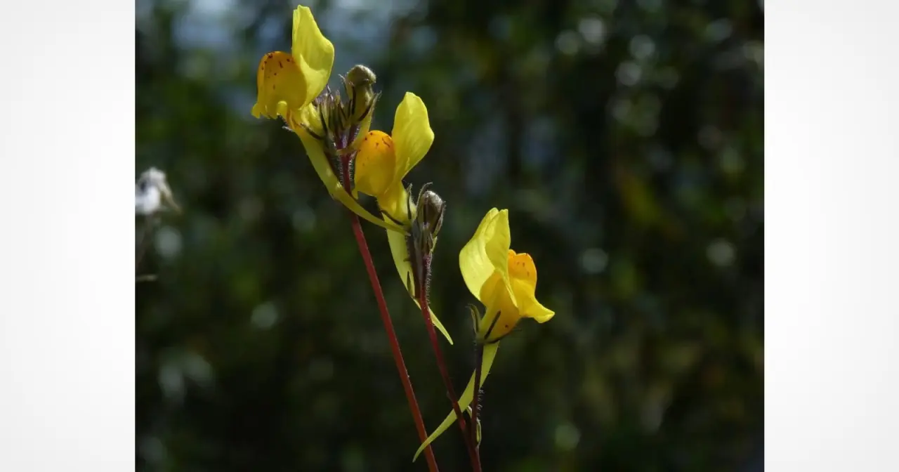 Turista descobre nova espécie de flor com foto no Instagram