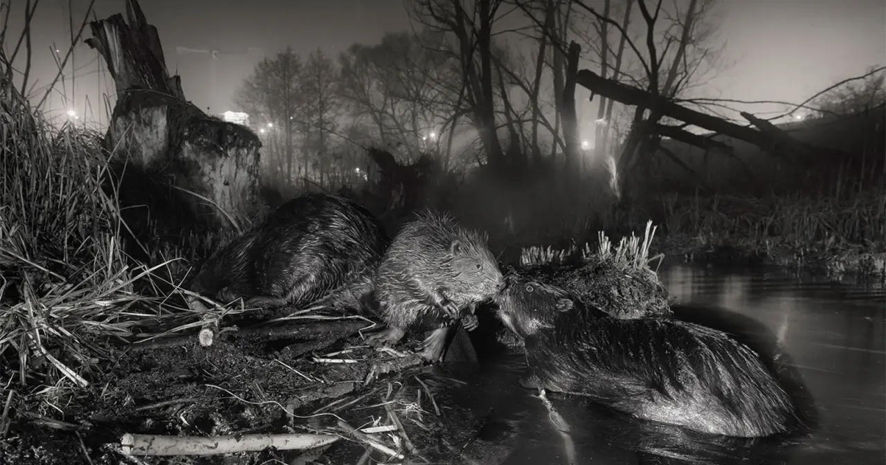 Castores Urbanos: Foto a P&B Vence Rewilding Europe 2026