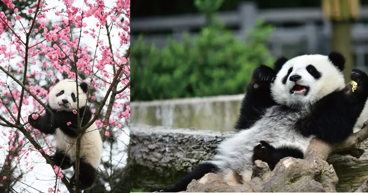 Livro Fotográfico Revela Histórias dos Pandas Gigantes da China